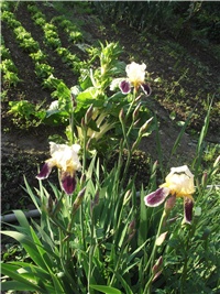 974aebb9-Picture 160.jpg